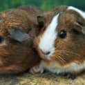 Photo of Teatree And Potato