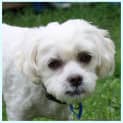 Photo of Louie (On Trial 31/12/14)~ Maltese X Shih Tzu