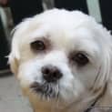 Photo of Louie (On Trial 31/12/14)~ Maltese X Shih Tzu