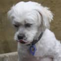 Photo of Louie (On Trial 31/12/14)~ Maltese X Shih Tzu
