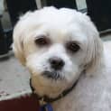 Photo of Louie (On Trial 31/12/14)~ Maltese X Shih Tzu