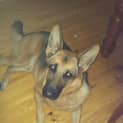 Photo of Sarge On Hold Pending Adoption