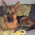 Photo of Sarge On Hold Pending Adoption