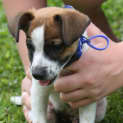 Photo of Sammy (On Trial 11/1/15)~ Jrt X Mini Foxy Puppy