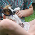Photo of Sammy (On Trial 11/1/15)~ Jrt X Mini Foxy Puppy