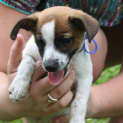 Photo of Sammy (On Trial 11/1/15)~ Jrt X Mini Foxy Puppy
