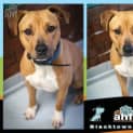 Photo of Cookie 4749 Staffy 1/2yrs