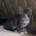 Photo of Kittens