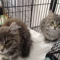 Photo of Kittens