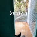 Photo of Smithy (Adoption Pending)