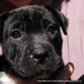Photo of Mardi (Trial 10/1/15) ~ Labrador X Mastiff Puppy