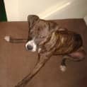 Photo of Solo (Adoption Pending)