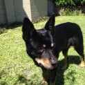 Photo of Gloria (On Trial 1/1/15)~ Kelpie X, Easy Going