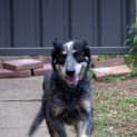 Photo of Buddy (On Trial 24/1/15) ~ Smiling Blue Cattle Dog