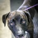 Photo of Mack 5438 Amstaff 2/4yrs
