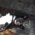 Photo of Jake ** The Great And Best Dog Ever **