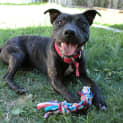 Photo of Indie *On Trial In Her New Home*