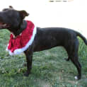 Photo of Indie *On Trial In Her New Home*