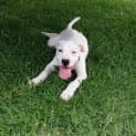 Photo of Puppy Kye (On Trial 24/1/15)~ I'm Deaf! 