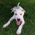 Photo of Puppy Kye (On Trial 24/1/15)~ I'm Deaf! 