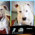 Photo of Archie 5713 Amstaff 1/2yrs
