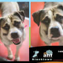 Photo of Marian 5809 Amstaff 2/4yrs
