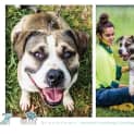 Photo of Marian 5809 Amstaff 2/4yrs