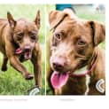 Photo of Trixie 5891 Staffy X Kelpie 2/4yrs