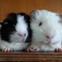 Photo of Alec And Grady