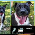 Photo of Akira 6142 Staffy 2/4yrs