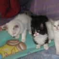 Photo of Crystal, Gus, Storm, Pete & Sooty