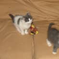 Photo of Crystal, Gus, Storm, Pete & Sooty