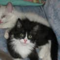 Photo of Crystal, Gus, Storm, Pete & Sooty