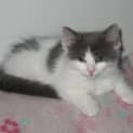 Photo of Crystal, Gus, Storm, Pete & Sooty