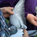 Photo of Racing Pigeons