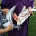 Photo of Racing Pigeons