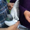 Photo of Racing Pigeons