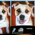 Photo of Sammy 6193 Amstaff X Cattle 6/12months