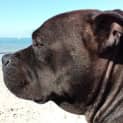 Photo of Maggie
