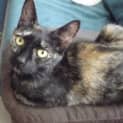 Photo of Uma Adoption Fee $150.00