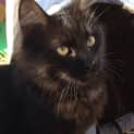 Photo of Banjo Adoption Fee $65