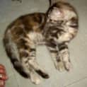 Photo of Motley