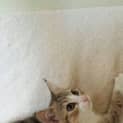Photo of Boris Only $150 To Adopt!