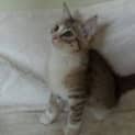 Photo of Boris Only $150 To Adopt!