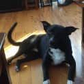 Photo of Jake ** The Great And Best Dog Ever **