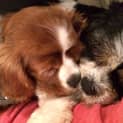 Photo of Ruby & Kitty