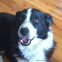 Photo of Max ~ Border Collie ~ On Trial 24/3/15