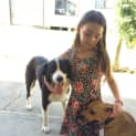 Photo of Max ~ Border Collie ~ On Trial 24/3/15