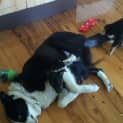 Photo of Max ~ Border Collie ~ On Trial 24/3/15