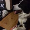Photo of Max ~ Border Collie ~ On Trial 24/3/15